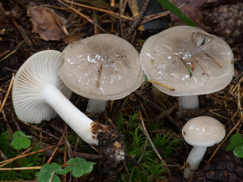 Hygrophorus agathosmus